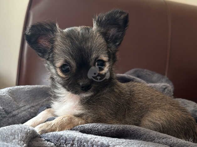 Female Chihuahua Puppies for sale in Laurencekirk, Aberdeenshire - Image 4