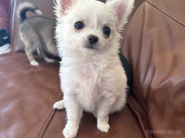 Female Chihuahua Puppies for sale in Laurencekirk, Aberdeenshire - Image 5