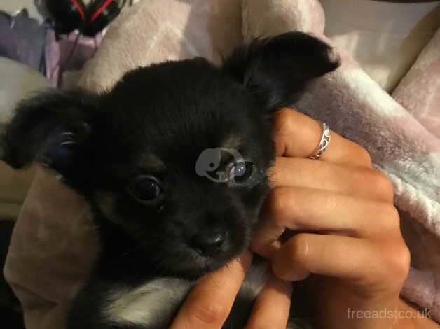 Female chihuahua puppy for sale in Retford, Nottinghamshire