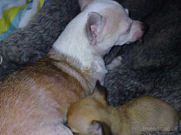 Female chihuahua puppy for sale in Northampton, Northamptonshire - Image 1