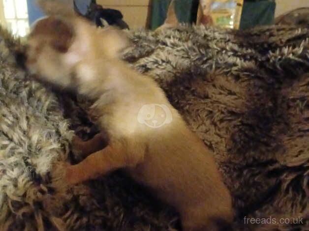 Female chihuahua puppy for sale in Northampton, Northamptonshire - Image 2