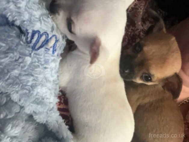 Female chihuahua puppy for sale in Northampton, Northamptonshire - Image 3