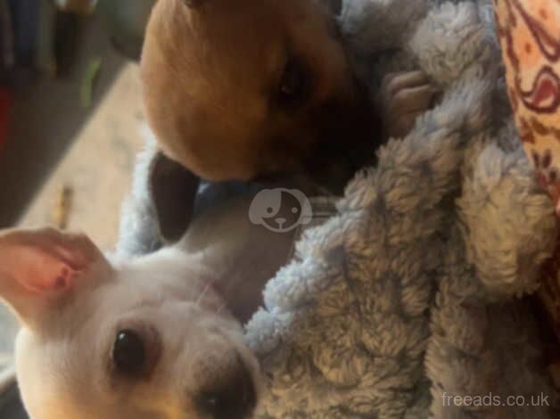 Female chihuahua puppy for sale in Northampton, Northamptonshire - Image 4