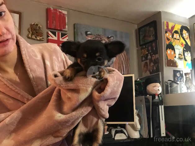 Female deer head chihuahua for sale in Retford, Nottinghamshire - Image 2