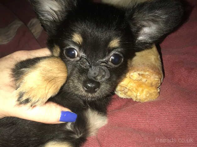 Female deer head chihuahua for sale in Retford, Nottinghamshire - Image 3