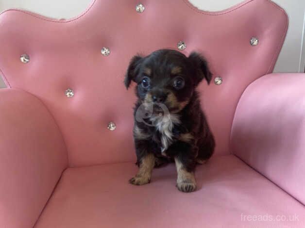 Female long haired chihuahua £1000 for sale in Glasgow, Glasgow City - Image 1