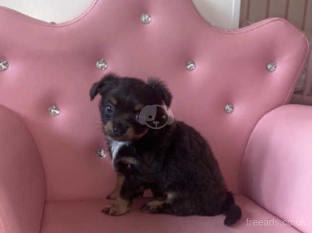 Female long haired chihuahua £1000 for sale in Glasgow, Glasgow City - Image 2