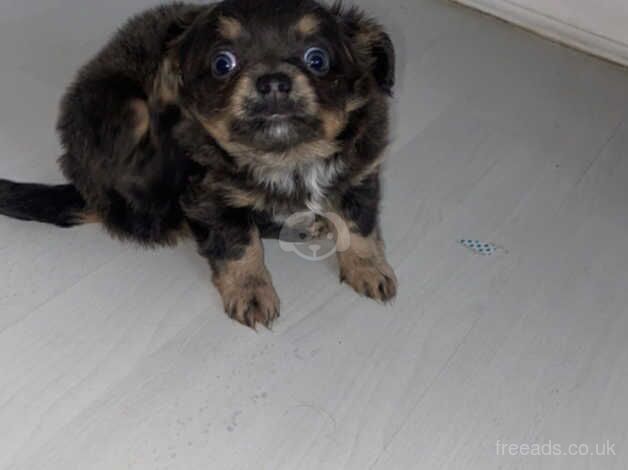 Female long haired chihuahua £1000 for sale in Glasgow, Glasgow City - Image 3