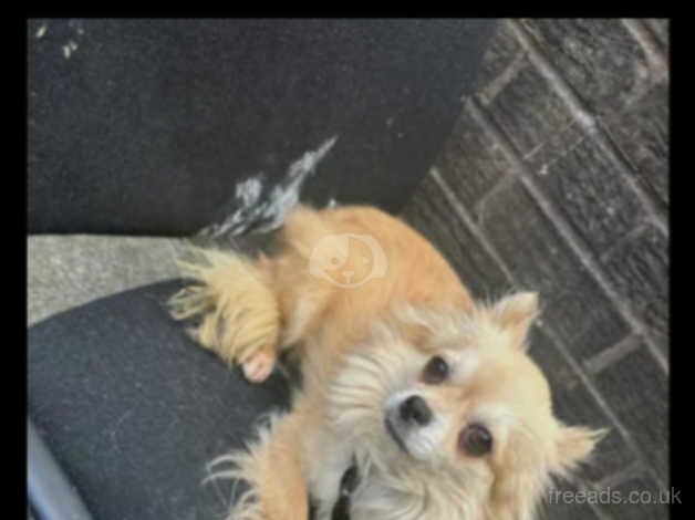 For sale chiuahua female age 5 for sale in Bradford, West Yorkshire