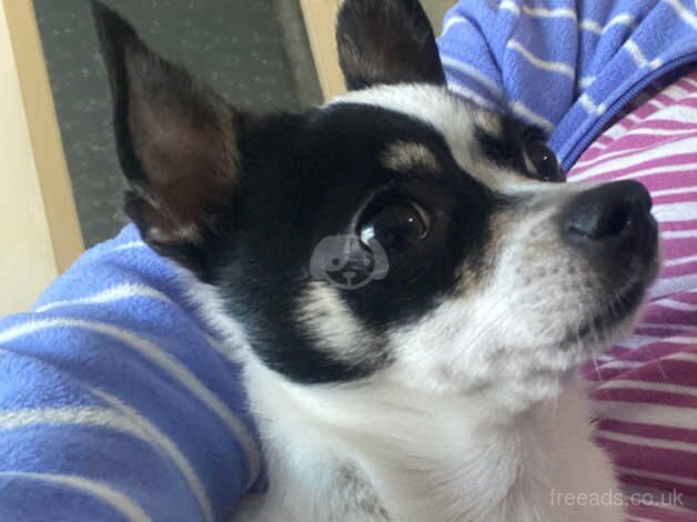 Forever home for Chihuahua for sale in Ludlow, Shropshire - Image 3