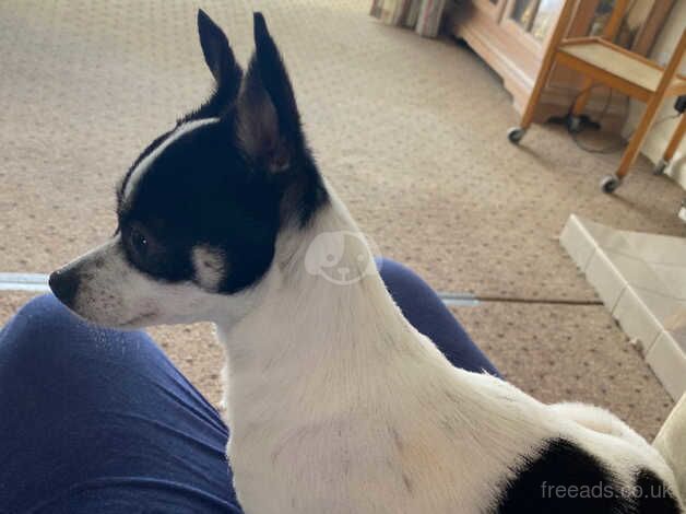 Forever home for Chihuahua for sale in Ludlow, Shropshire - Image 4