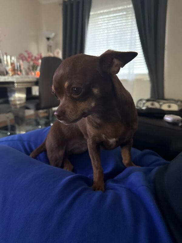 Adult Kennel Club Registered Chihuahua Puppies For Sale In Chelmsford, Essex