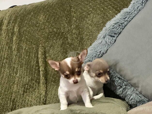 Gorgeous chihuahua girl pups for sale in Emsworth, Hampshire