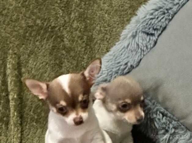 Gorgeous chihuahua girl pups for sale in Emsworth, Hampshire - Image 2