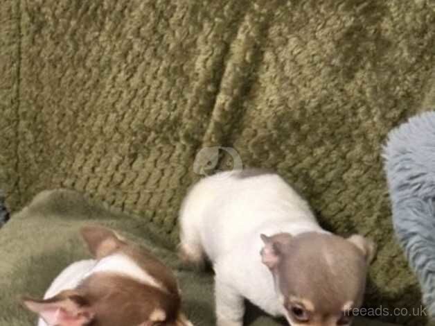 Gorgeous chihuahua girl pups for sale in Emsworth, Hampshire - Image 3