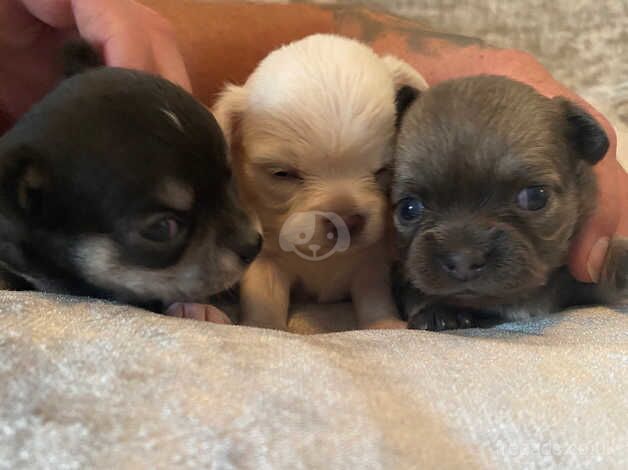 GORGEOUS chihuahua puppies for sale in Ilminster, Somerset - Image 2