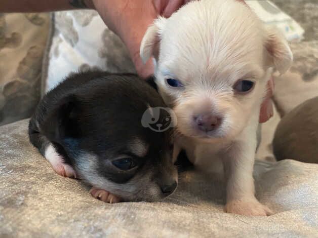 GORGEOUS chihuahua puppies for sale in Ilminster, Somerset - Image 3