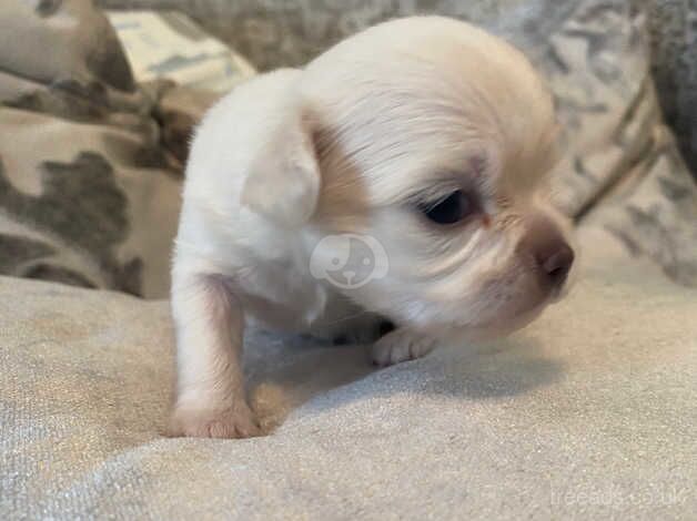 GORGEOUS chihuahua puppies for sale in Ilminster, Somerset - Image 4