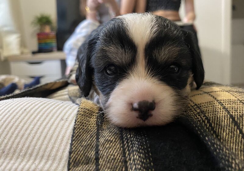 Gorgeous chipoo pups for sale in Ferndown, Dorset