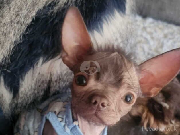 Gorgeous Hairless Chihuahua cross puppy female for sale. for sale in Bridgwater, Somerset - Image 2