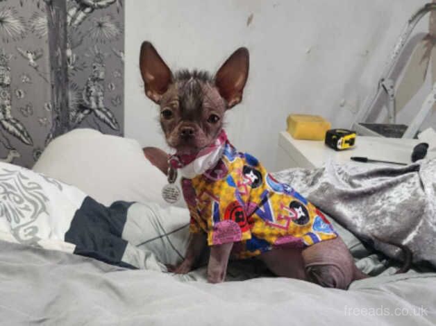 Gorgeous Hairless Chihuahua cross puppy female for sale. for sale in Bridgwater, Somerset - Image 3