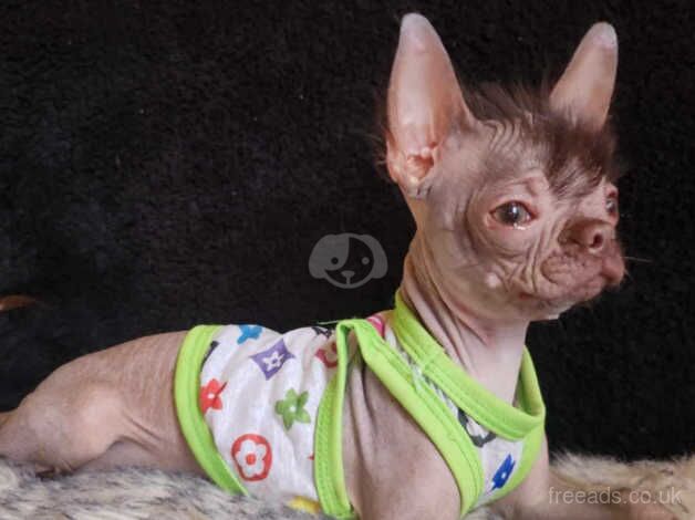 Gorgeous Hairless Chihuahua cross puppy female for sale. for sale in Bridgwater, Somerset - Image 4