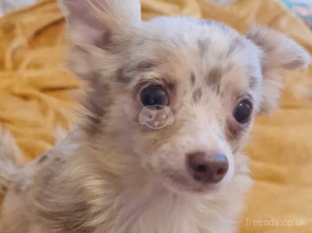 Gorgeous light lilac merle longcoat boy for sale in Denbigh/Dinbych, Denbighshire