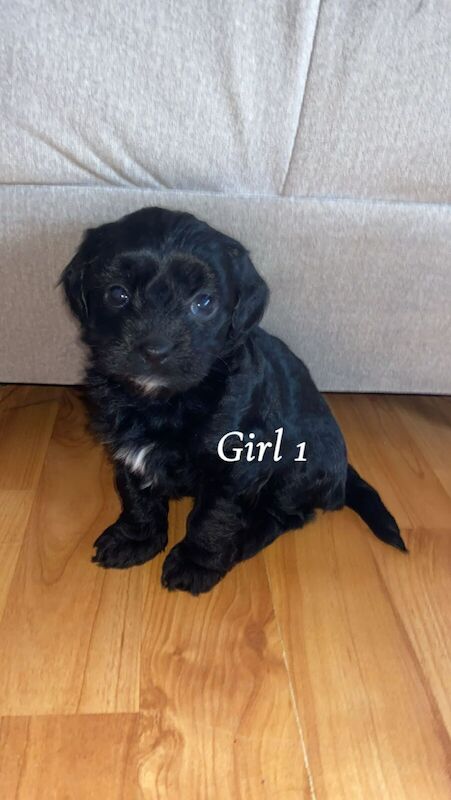 Gorgeous litter 4 chipoos for sale in Ferndown, Dorset - Image 3