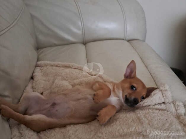 Gorgeous Male Chihuahua Puppy for sale in Bexhill, East Sussex