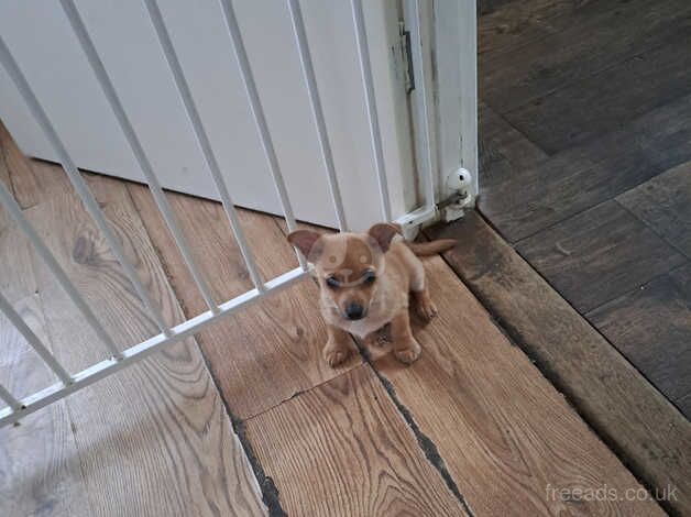 Gorgeous Male Chihuahua Puppy for sale in Bexhill, East Sussex - Image 5