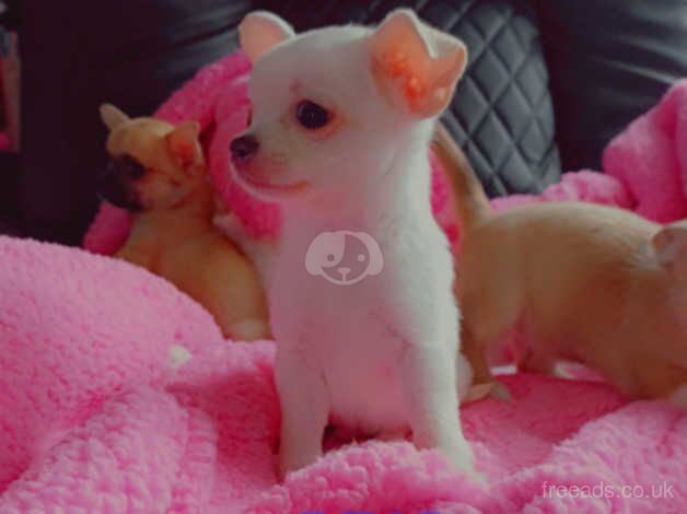 GORGEOUS PEDIGREE CHIHUAHUAS for sale in Wisbech, Cambridgeshire - Image 1