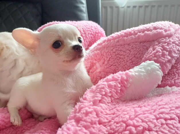 GORGEOUS PEDIGREE CHIHUAHUAS for sale in Wisbech, Cambridgeshire - Image 2