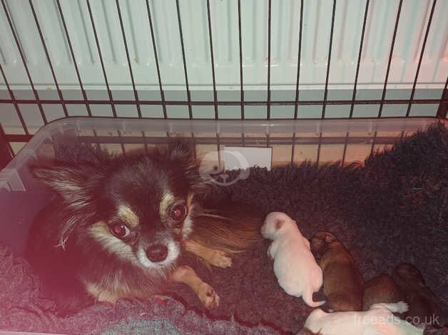 GORGEOUS PEDIGREE CHIHUAHUAS for sale in Wisbech, Cambridgeshire - Image 3