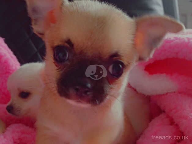 GORGEOUS PEDIGREE CHIHUAHUAS for sale in Wisbech, Cambridgeshire - Image 4