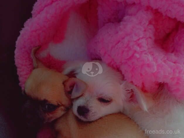 GORGEOUS PEDIGREE CHIHUAHUAS for sale in Wisbech, Cambridgeshire - Image 5