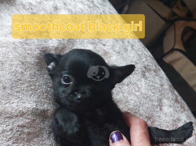 Gorgeouse little all black girl smoothcoat for sale in Alexandria, West Dunbartonshire - Image 4