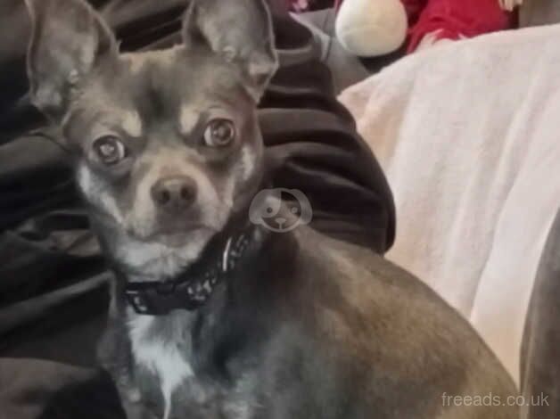 Grey boy chihuahua for sale in Nottingham, Nottinghamshire - Image 1