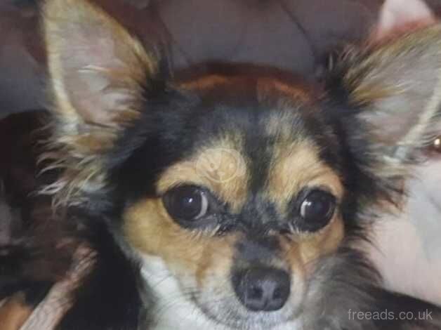 Here is a 11 month old long haired chi for sale in Knottingley, West Yorkshire - Image 1