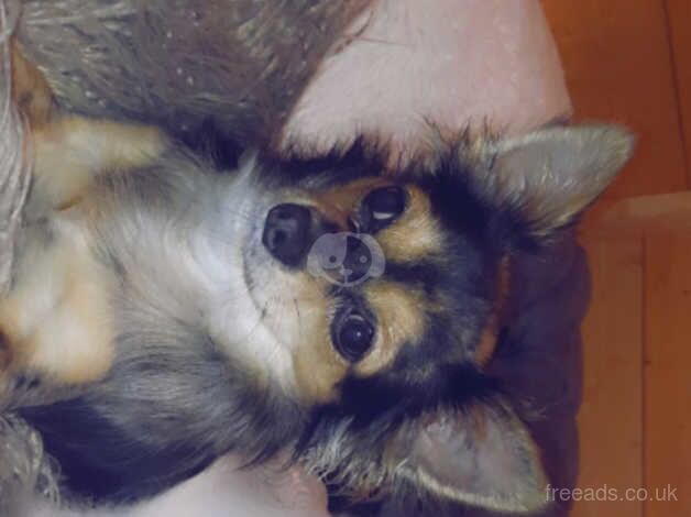 Here is a 11 month old long haired chi for sale in Knottingley, West Yorkshire - Image 3