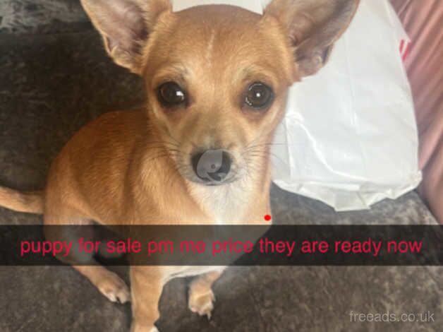 i have 2puppies for sale in Plymouth, Devon - Image 1