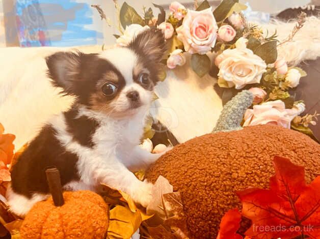 Kennel Club Registered Chihuahua Puppies For Sale