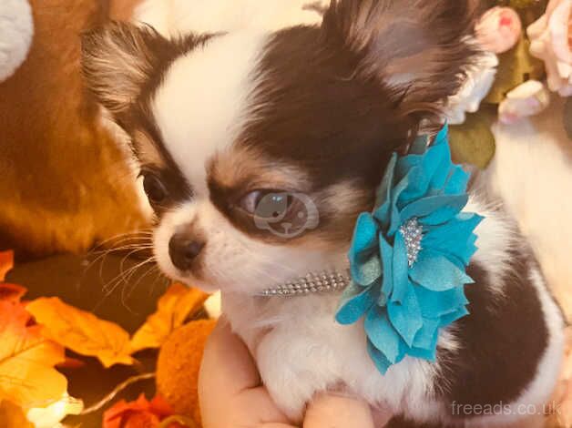 KC Registered Chihuahua Puppies for sale in Fife