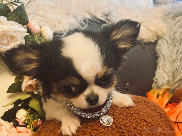 Chihuahua Puppies for sale