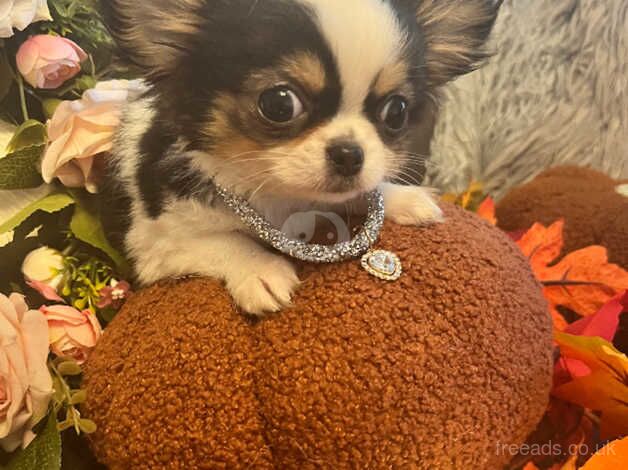 Incredible tiny long coated Chihuahua for sale in Kirkcaldy, Fife - Image 5