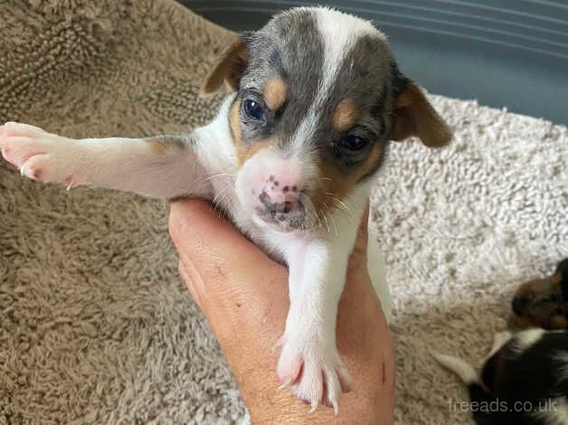 Jack Russel cross chihuahuas for sale in Tilbury, Essex - Image 3