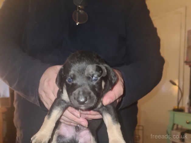 Jackwawas cros lurcher puppie for sale in Southampton, Hampshire - Image 3