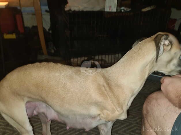 Jackwawas cros lurcher puppie for sale in Southampton, Hampshire - Image 4