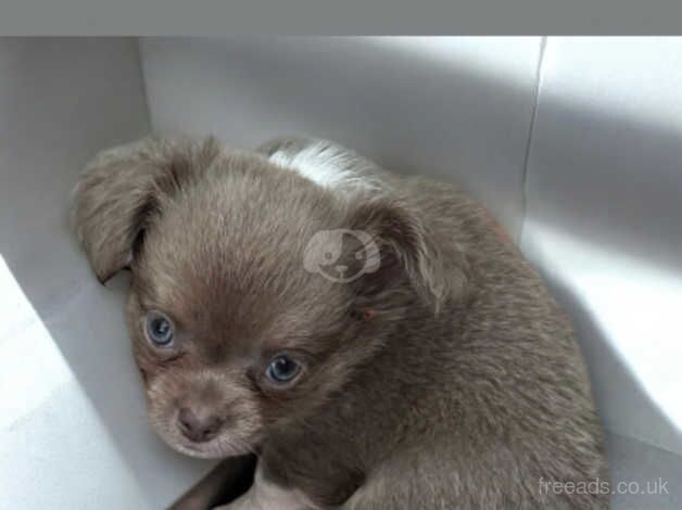 Kc reg chihuahua boys for sale in Stoke-on-Trent, Staffordshire - Image 1