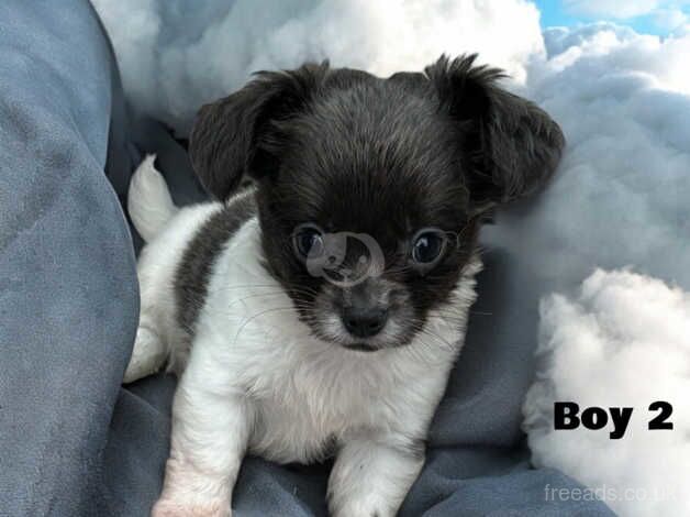 Kc reg chihuahua boys for sale in Stoke-on-Trent, Staffordshire - Image 2