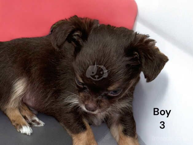 Chihuahua Puppies for sale in Staffordshire